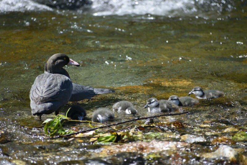 Whio parent with ducklings Motueka Valley
