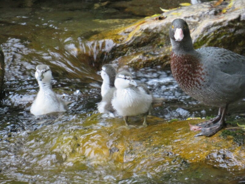 Whio or blue duck female with three ducklings