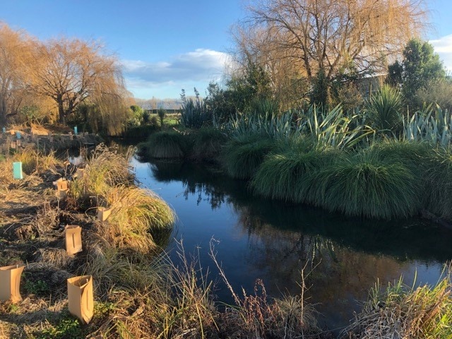 Neimann Creek after 2020 planting