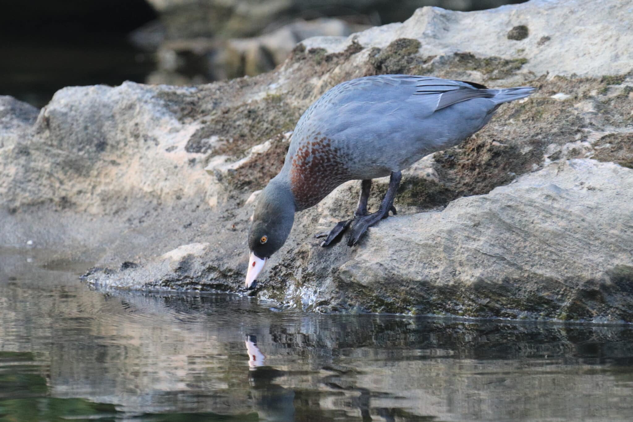 Whio in the Parapara River
