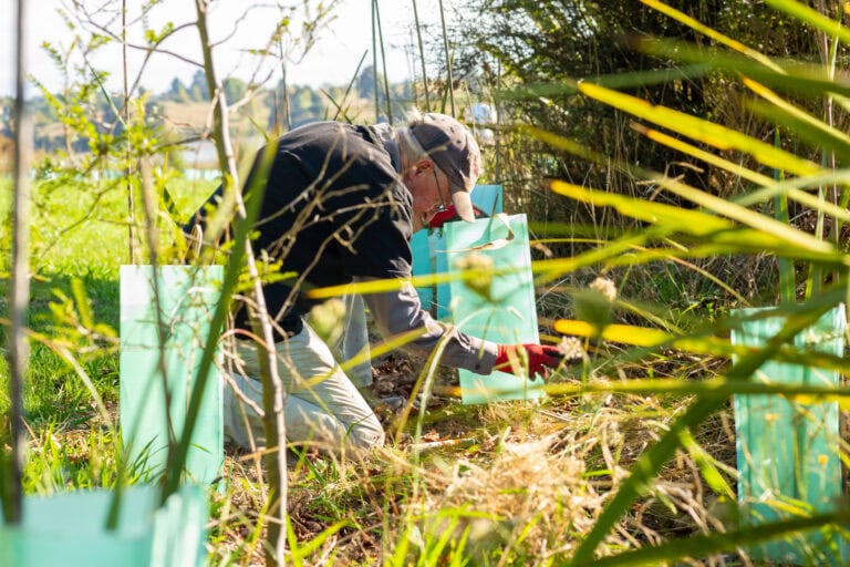 clearing weeds from native plants